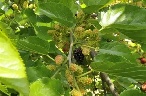 morus nigra (HOcm) - afbeelding 4