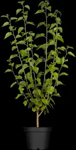 morus nigra (HOcm) - afbeelding 5