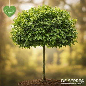 Morus alba 'Fruitless' 10/12 C25 (HO)