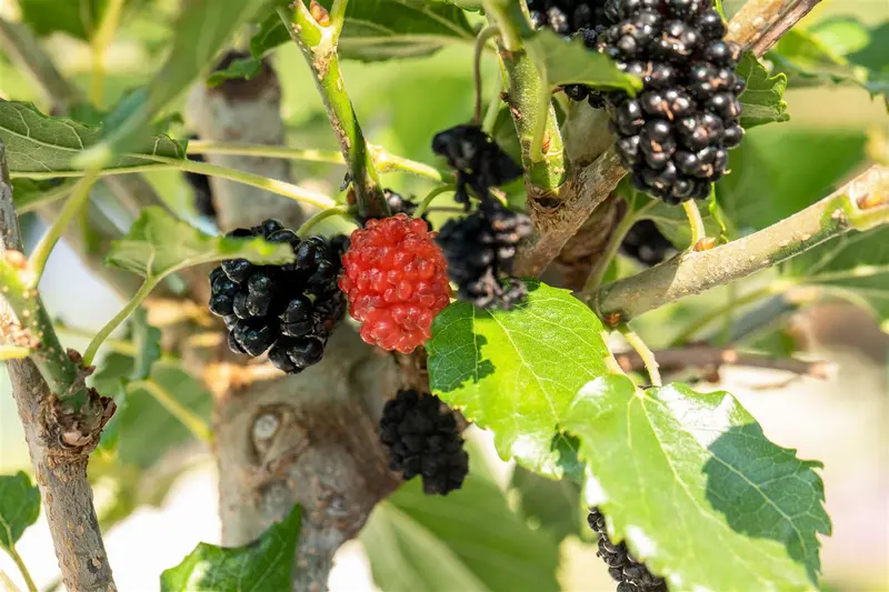BonBonBerry® 'Mojo Berry' - afbeelding 2