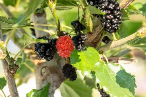 BonBonBerry® 'Mojo Berry' - afbeelding 2