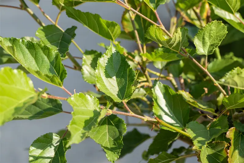 BonBonBerry® 'Mojo Berry' - afbeelding 3