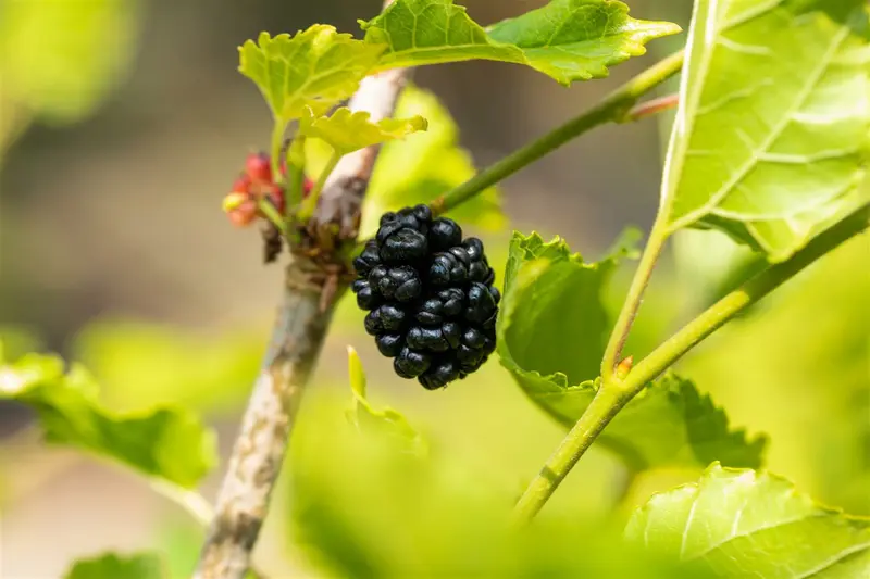 BonBonBerry® 'Mojo Berry' - afbeelding 4