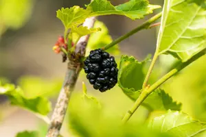 BonBonBerry® 'Mojo Berry' - afbeelding 4