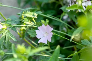 moschata - afbeelding 5