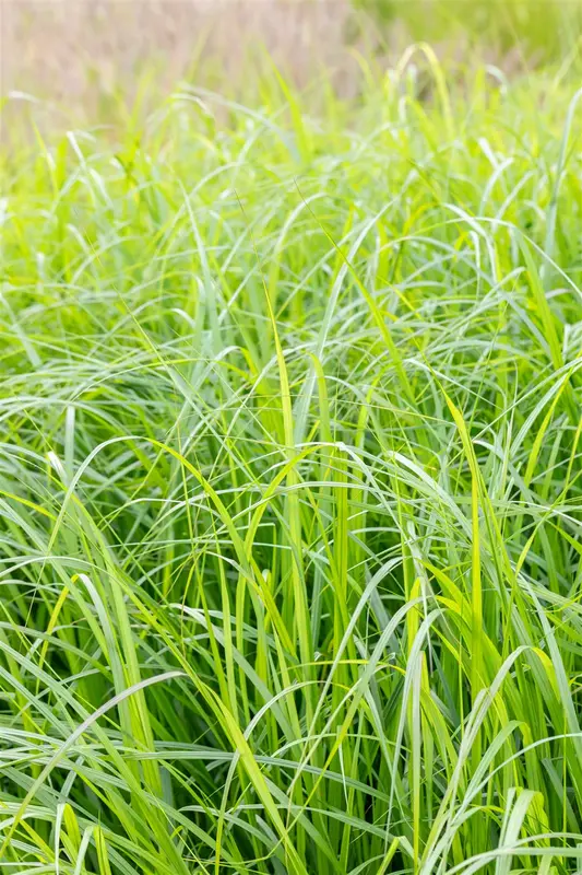 pennisetum alop. 'moudry' P9 - afbeelding 2