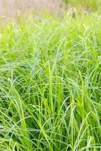pennisetum alop. 'moudry' P9 - afbeelding 2