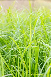 pennisetum alop. 'moudry' P9 - afbeelding 4