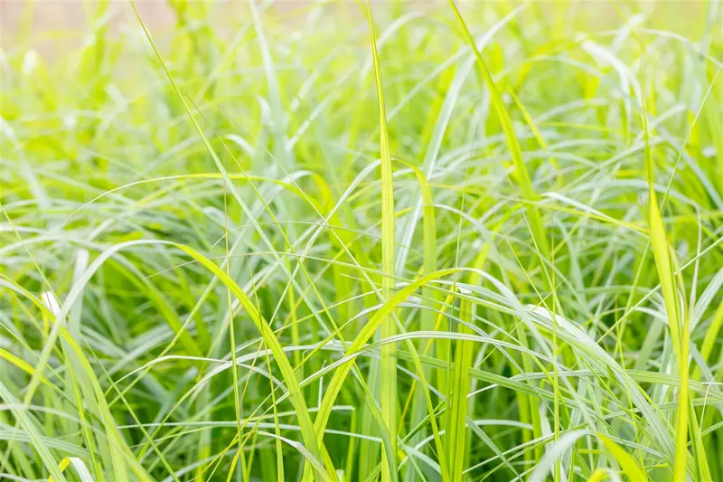 pennisetum alop. 'moudry' P9 - afbeelding 3