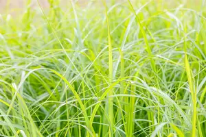 pennisetum alop. 'moudry' P9 - afbeelding 3