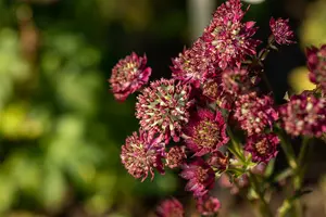 astrantia maj. 'moulin rouge'® P9 - afbeelding 2