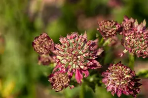 astrantia maj. 'moulin rouge'® P9 - afbeelding 2