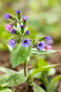 pulmonaria sacch. 'mrs moon' P9 - afbeelding 5