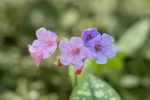 pulmonaria sacch. 'mrs moon' P9 - afbeelding 3