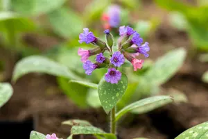 pulmonaria sacch. 'mrs moon' P9 - afbeelding 4