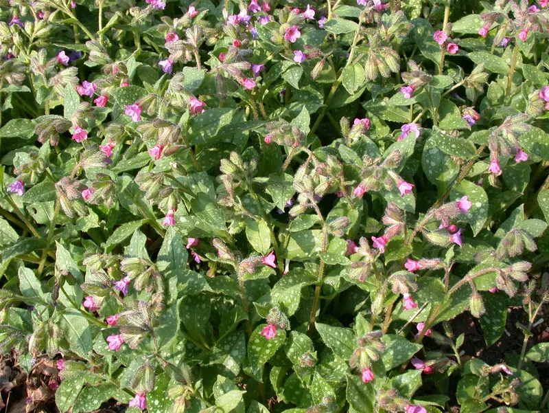 pulmonaria sacch. 'mrs moon' P9 - afbeelding 1