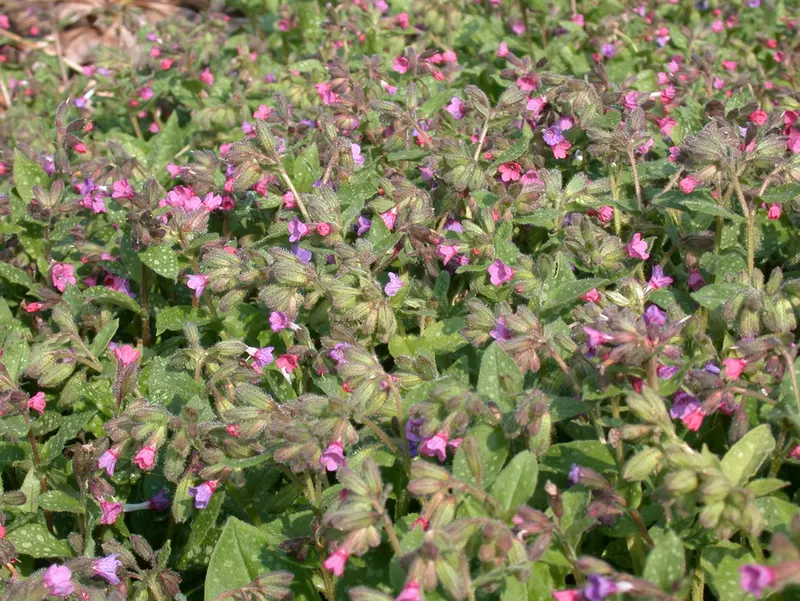 pulmonaria sacch. 'mrs moon' P9 - afbeelding 2