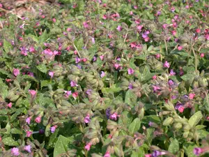 pulmonaria sacch. 'mrs moon' P9 - afbeelding 2