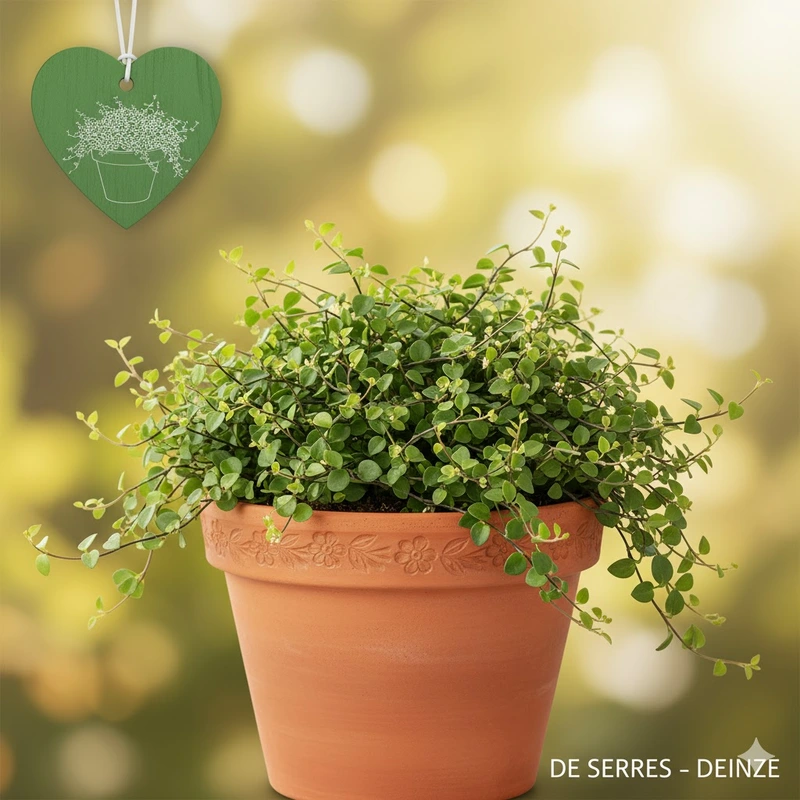 muehlenbeck maori-p025-h065