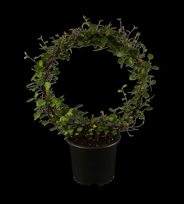 Muehlenbeckia axillaris 'Golden Girl' P9 - afbeelding 1