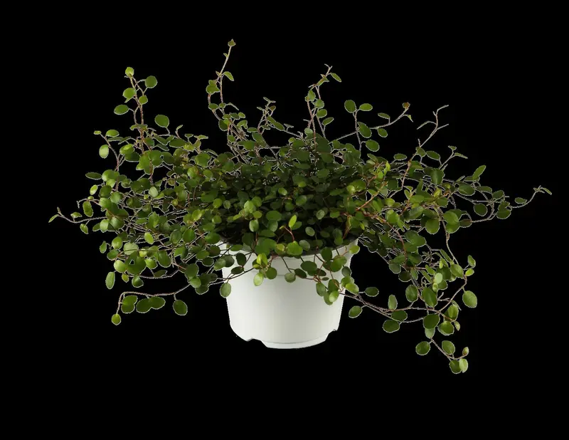 Muehlenbeckia axillaris 'Golden Girl' P9 - afbeelding 2