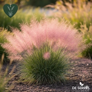 Muhlenbergia capillaris C3