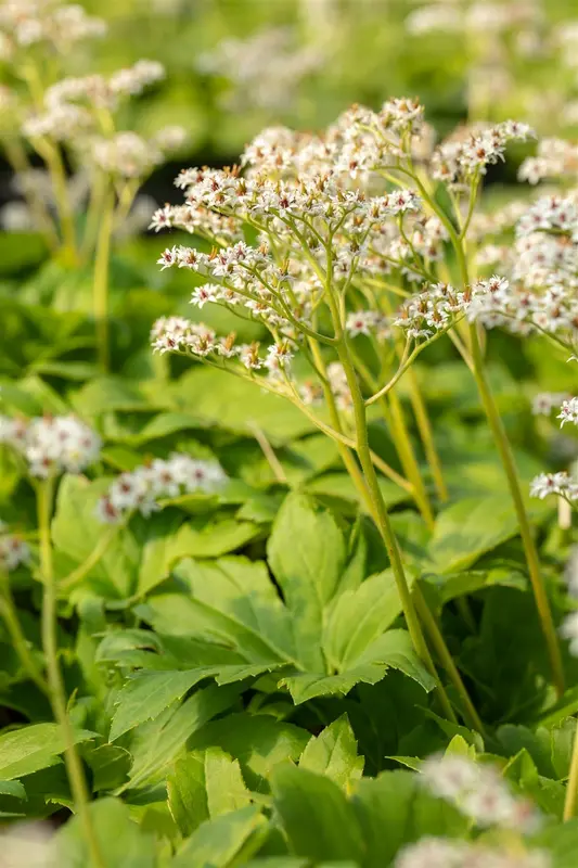 Mukdenia rossii P9 - afbeelding 4