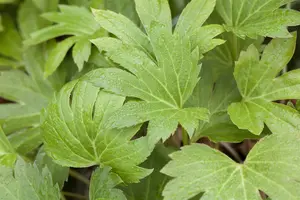 Mukdenia rossii P9 - afbeelding 1