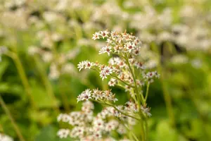 Mukdenia rossii P9 - afbeelding 2