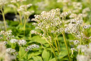 Mukdenia rossii P9 - afbeelding 5