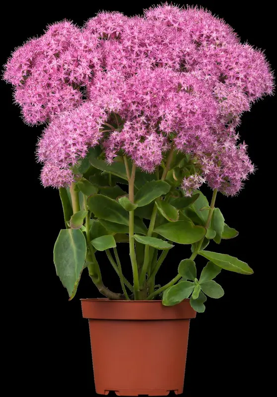sedum hybride munstead dark red P10.5 - afbeelding 1