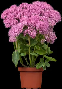 sedum hybride munstead dark red P10.5 - afbeelding 2
