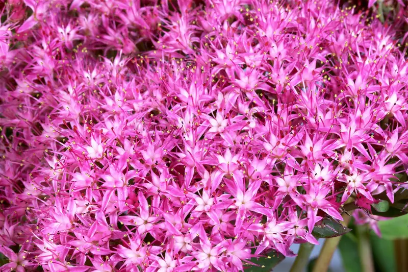 sedum hybride munstead dark red P10.5 - afbeelding 2