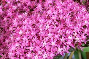 sedum hybride munstead dark red P10.5 - afbeelding 2