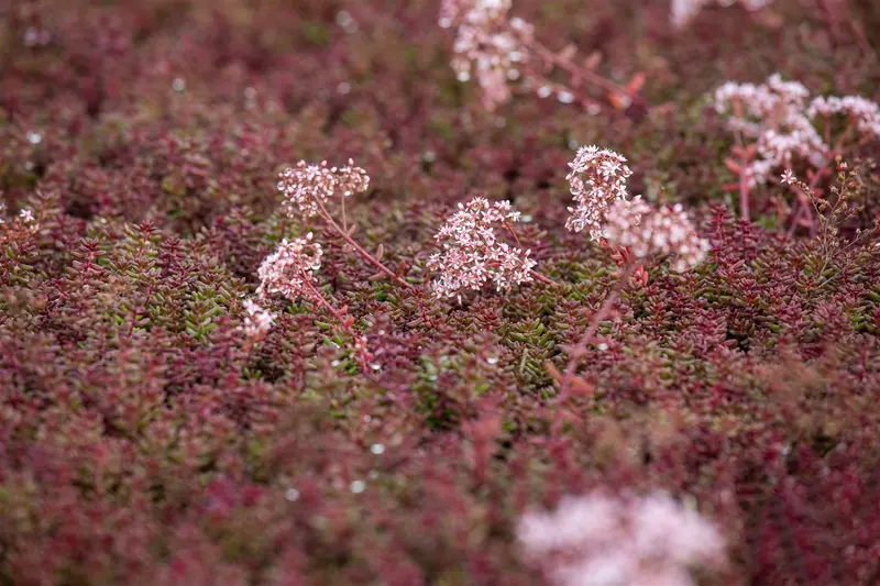 Sedum album 'Murale' P9 - afbeelding 3