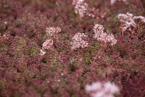 Sedum album 'Murale' P9 - afbeelding 3