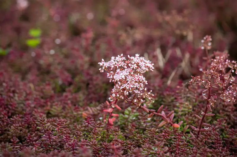 Sedum album 'Murale' P9 - afbeelding 4
