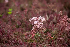Sedum album 'Murale' P9 - afbeelding 4