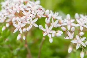 Sedum album 'Murale' P9 - afbeelding 5