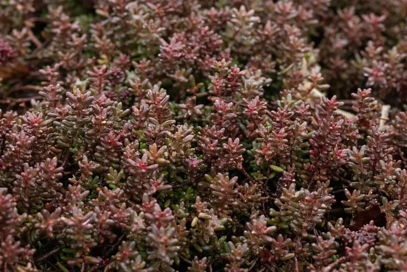 Sedum album 'Murale' P9 - afbeelding 2