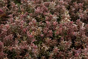 Sedum album 'Murale' P9 - afbeelding 2