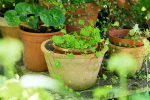 cymbalaria muralis P9 - afbeelding 4