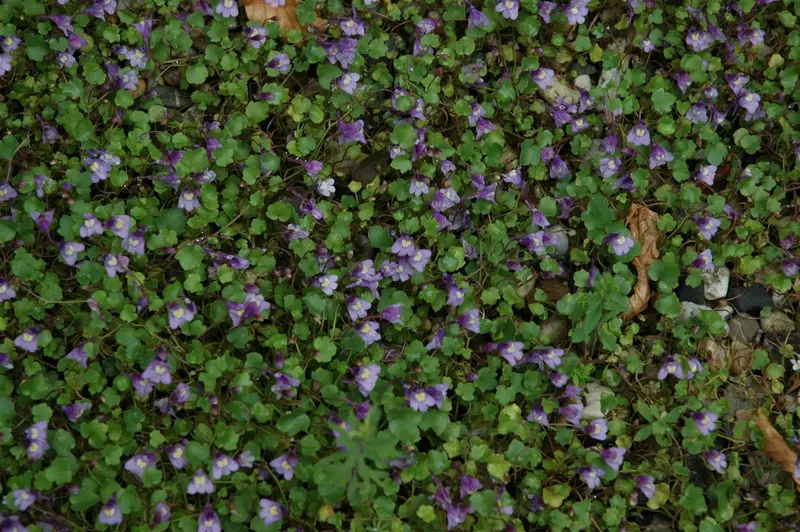 cymbalaria muralis P9 - afbeelding 1