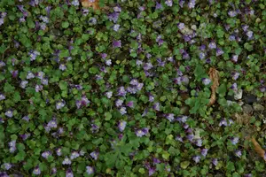 cymbalaria muralis P9 - afbeelding 5