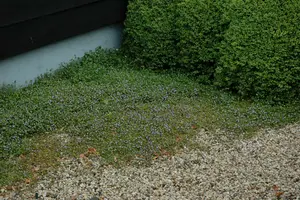 cymbalaria muralis P9 - afbeelding 2