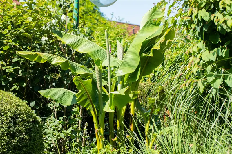 Musa basjoo C15 - afbeelding 3