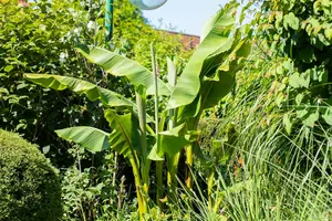 Musa basjoo C15 - afbeelding 3