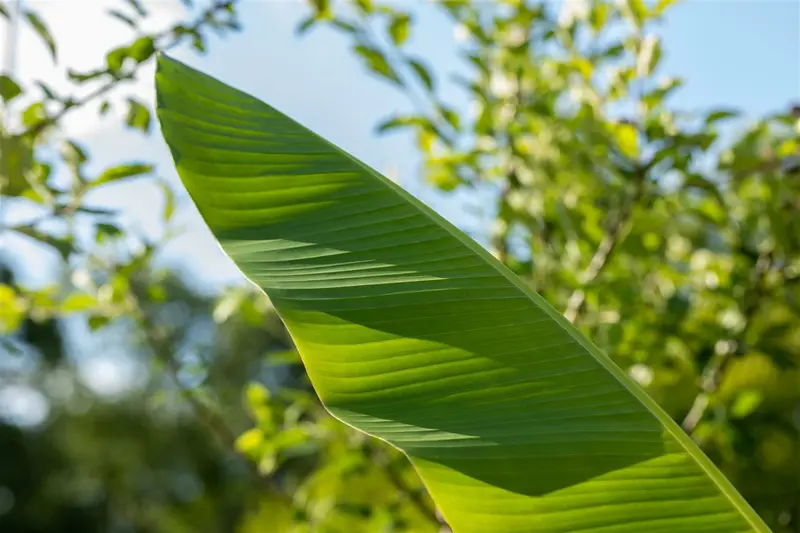 Musa basjoo C15 - afbeelding 4