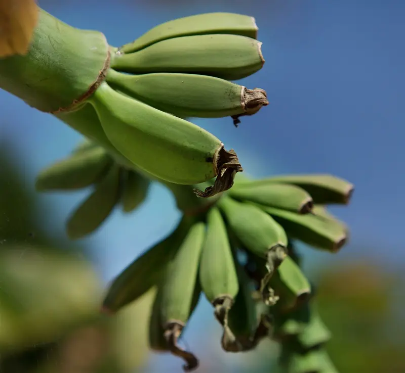 Musa basjoo C15 - afbeelding 2