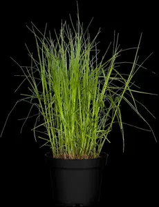 carex muskingumensis P9 - afbeelding 3